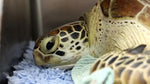 Donation Cairns Turtle Rehabilitation