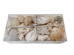 Shell Decor