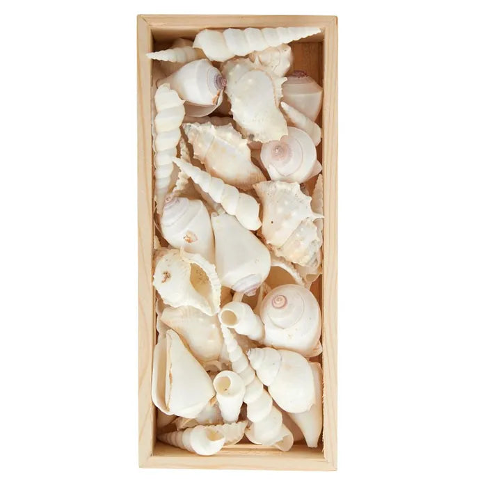 Shell Decor – Island Boho